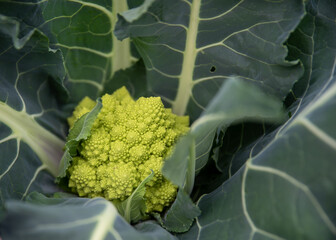 Closeup of textured broccoli romanesco garden plant