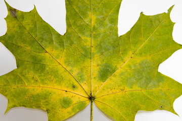 Bright yellow-green autumn leaves on a white background. texture