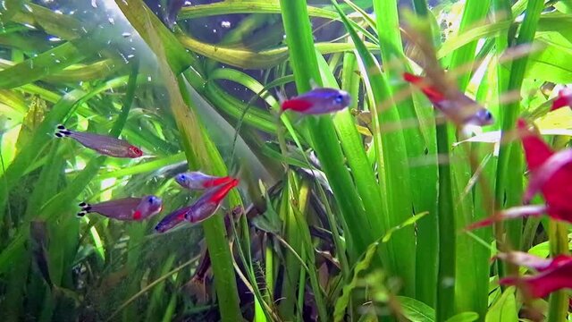 Video shot in a big freshwater fish tank.