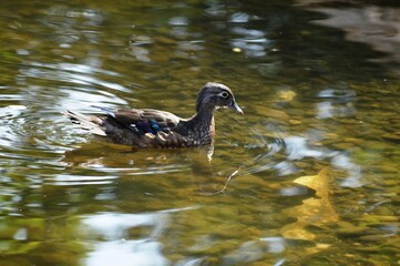 a duck swims across a clear lake