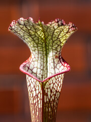 Colourful trap of Sarracenia, carnivorous plant