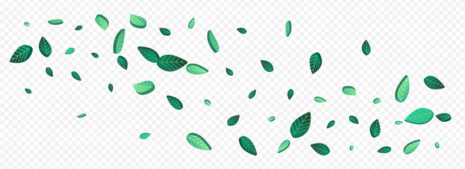 Olive Leaf Tea Vector Panoramic Transparent