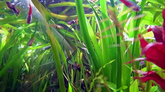 Guppy courting in a fish tank with various fishes and plants.