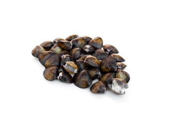 Freshwater mussel isolated on white background.