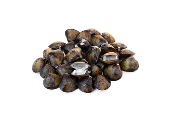 Freshwater mussel isolated on white background.