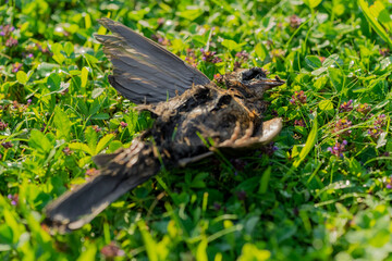 Dead blackbird