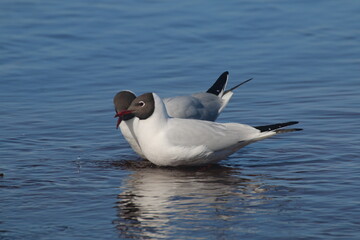 seagull on the water