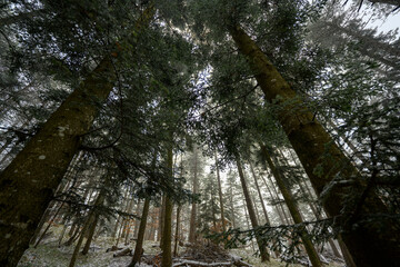 Naklejka premium autunno in appennino