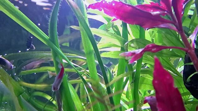 Freshwater tropical aquarium with plants and fish.