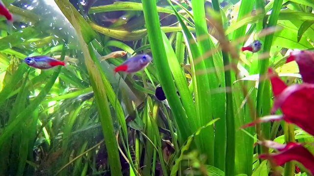 Underwater video with tropical freshwater fishes and plants.