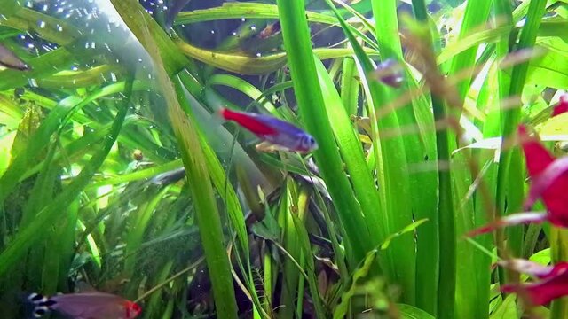 Guppy, Platy, and other fishes swimming.