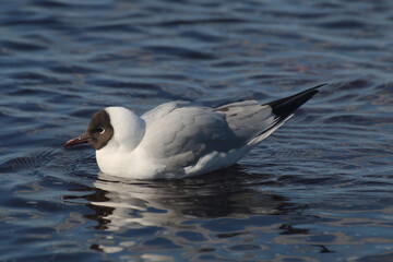 seagull on the water
