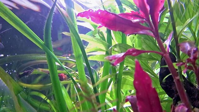 Freshwater aquarium with plants and fish.