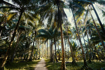 Tropical landscape. Sunny day. Beautiful green coconut palms plantation.