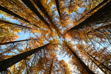 larici alberi autunno natura val di sole 