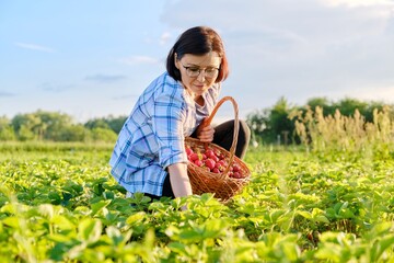 Farm field with strawberries, woman picking berries with a basket