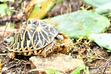 Star tortoise on its natural habitat 