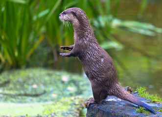 Close up of a small-clawed otters going to jump into water. Green blurred Background.