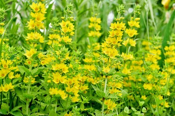 Obraz premium Close up of blooming yellow loosestrife in the garden