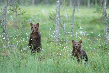 Fototapeta na wymiar Two bear cubs standing on their hind legs on a finnish bog on a summer evening
