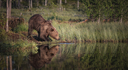 Brown bear drinking water from the pond on a summer evening