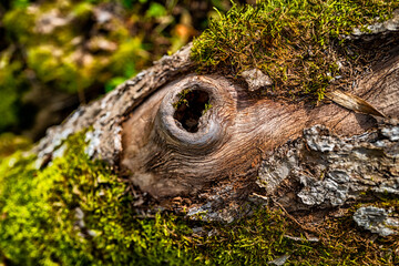 trou dans une branche d'arbre