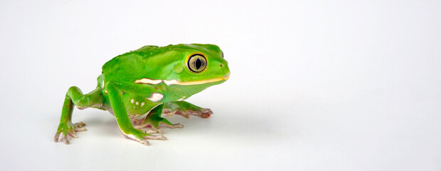 Warziger Lemurenfrosch // Waxy monkey tree frog (Phyllomedusa sauvagii)