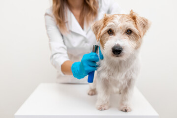 The grooming process in the salon. Girl veterinarian in blue gloves and a white coat trimming Jack Russell Terrier