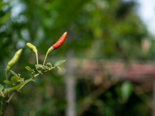 Natural chilies contain no pesticides. bird's eye chilli.