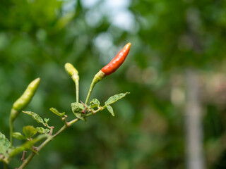 Natural chilies contain no pesticides. bird's eye chilli.