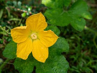 Pumpkin blossoms with dew in the backyard.