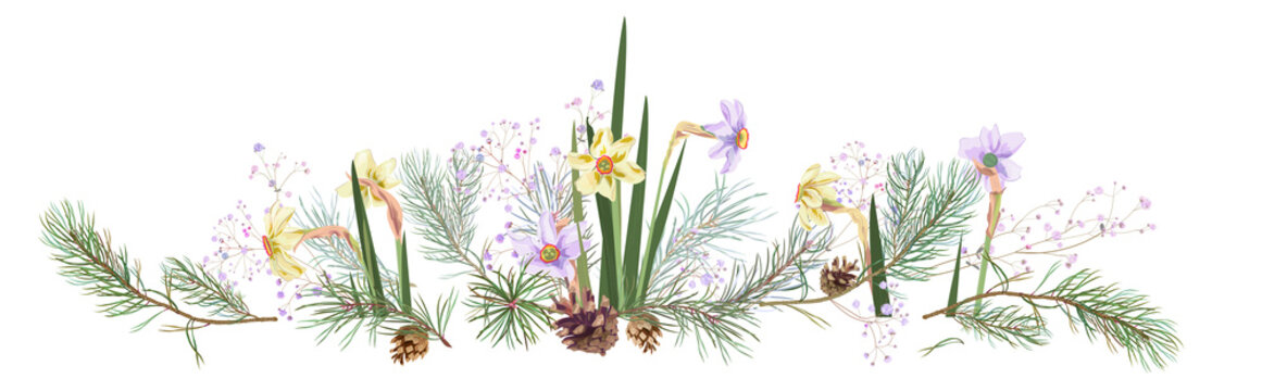 Horizontal border with pine branches, cones, narcissus, gypsophila. Needles on white background. Digital realistic botanical illustration in watercolor style. Christmas tree in panoramic view.Vector