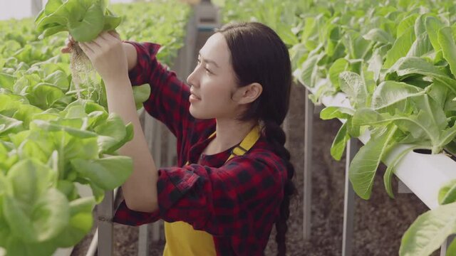 asian female owner greenhouse hydroponic farm business owner hand checking fresh vegetable harvest green product with cheerful and happiness,Concept of growing organic vegetables and health food