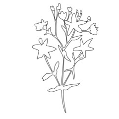 Hypericum perforatum medicinal plant doodle vector illustration. Floral decorative element. - obrazy, fototapety, plakaty