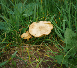 close up of field mushrooms (Agaricus campestris) 