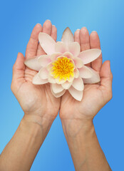 Water lily in woman hands.