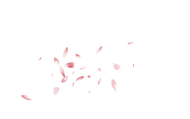Pastel Peach Petal Vector White Background. Pink