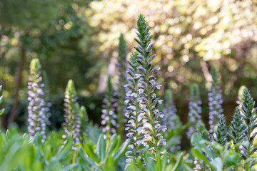 Flowers in the Parque Laberinto de Horta in Barcelona. Catalonia.