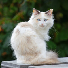 Selective of a cute cat in a garden