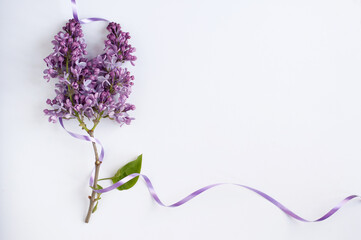 A branch of lilac with purple flowers with a purple ribbon on a white background with a place for text