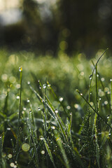 Selective of dew on the grass in the morning © Markus Sacermorbus Tälth/Wirestock