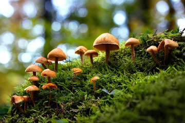 mushrooms and moss