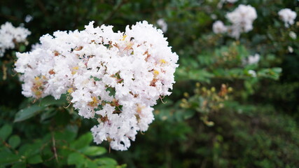 昼下がりの公園にピンク・白色で満開に咲くさるすべり（百日紅）