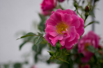 pink and white flower