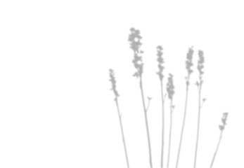 Field Herbs Blurred Shadow. Flowers on long stems. Natural soft effect. Realistic Botanical silhouette with empty space.