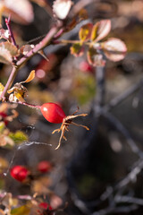 red berries in autumn