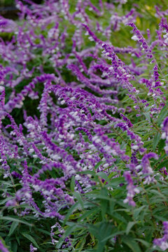 メキシカンセージ Images Browse 140 Stock Photos Vectors And Video Adobe Stock