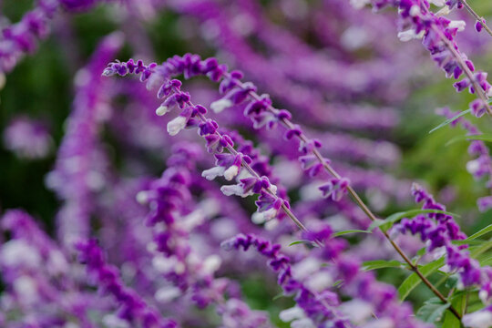 メキシカンセージ Images Browse 140 Stock Photos Vectors And Video Adobe Stock