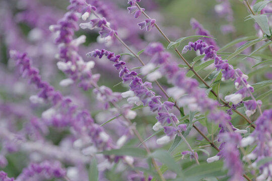 メキシカンセージ Images Browse 140 Stock Photos Vectors And Video Adobe Stock