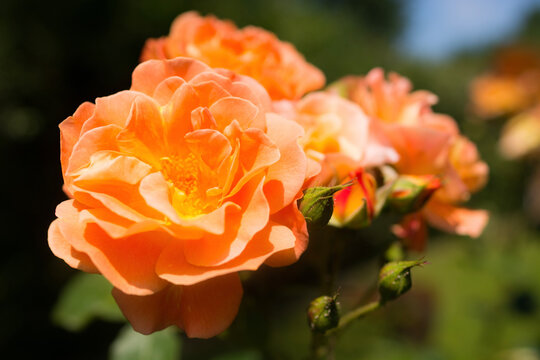 orange rose flower